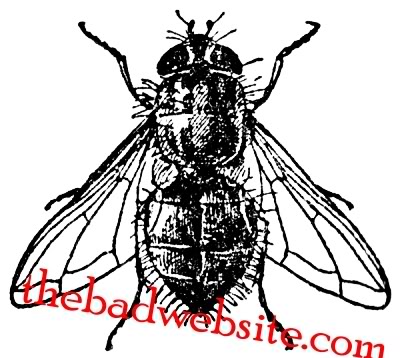 BAD WEB FLY BUzzz